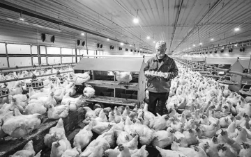 美国泰森食品肉鸡检出高致病性禽流感病毒